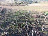 vinograd