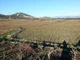 vineyard
