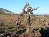 weinberg