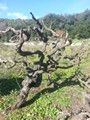 vine