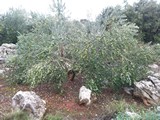 oliveto