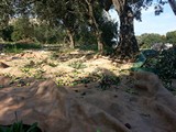 olive grove