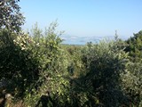 ernte