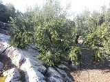 raccolto