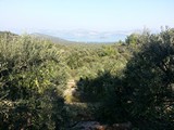 peljesac